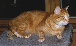 tabby02.jpg - 18.5 K