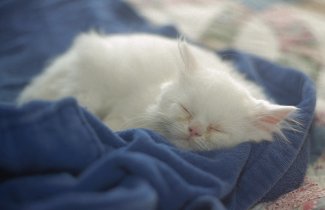 Sleepy babycat Azad