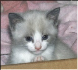 Lil' Girl, Holly