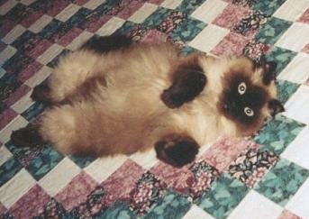 The lovely Princess Pasha