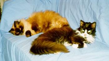 Miss Kitty and Ritz