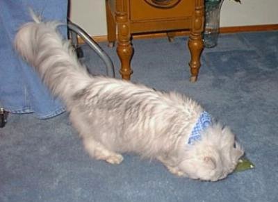 Stinky in bloo!!