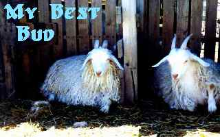 best buds