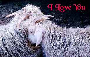 I love you