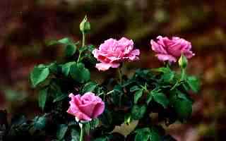 sending you roses