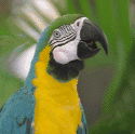 macaw
