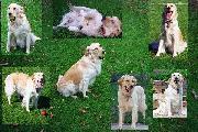 Rosie's many moods