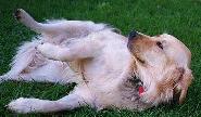 Tummy rub!