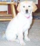 Rosie as a Puppy