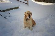 Snow Dog!