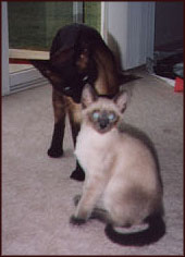 Aja and Puma