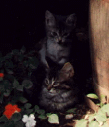 Fred and Molly