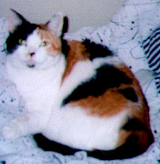 Jasmine