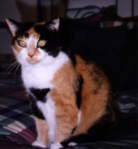 Kitty
