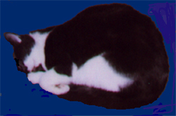 Niki