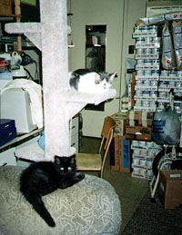 Scully and Bluey