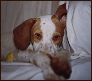 Dixie