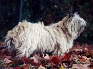 Maggie