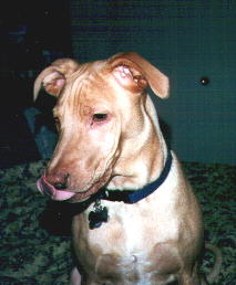 Maggie