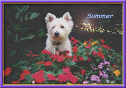 Summer