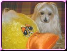 Angel 3 years 1 mo