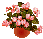 flowers in pot