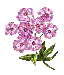 purple flower bouquet