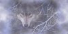 picture of wolf