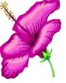 chinarose