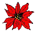 poinsettia