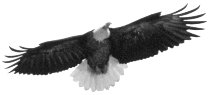 soaring eagle