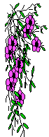 pink flower
cascade