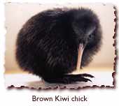 brown kiwi chick