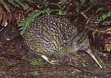 great spotted kiwi
