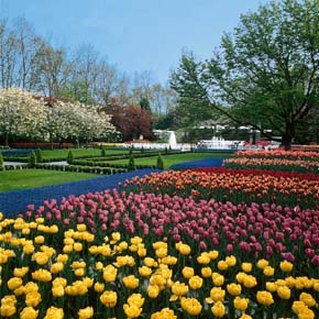 Keukenhof Flower Garden