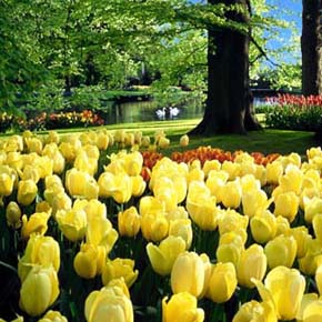Keukenhof Flower Garden