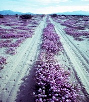 Scene near Barry Goldwater Auxiliary Field, Gila Bend, Arizona