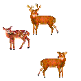 Deer herd in Our Side Yard