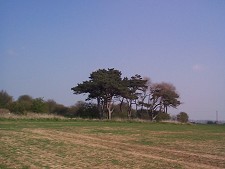 "Pine Woods" S of Paull - no enlargement