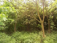 Woodland in spring - no enlargement