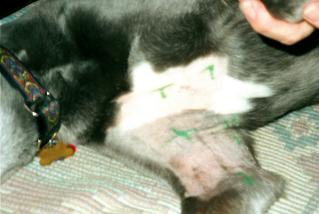 Topaz after her 1st 
radiation treatment