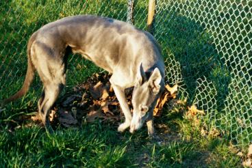 Topaz after osteo 
diagnosis