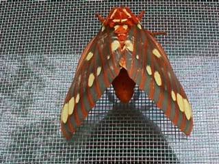 butterfly2.jpg