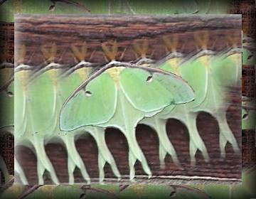 pushtool butterfly