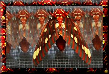 butterfly2.jpg
