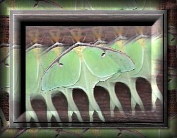 pushtool butterfly redesigned