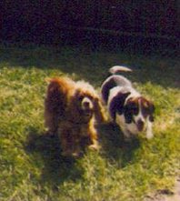 Boomer and Lady