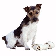 Another dog stealing my bone!