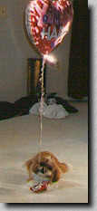 Piper chewing on the string from the balloon. (2/97 5K)