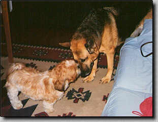 Piper checking out Meg the German Shepherd.  (12/97  12K)